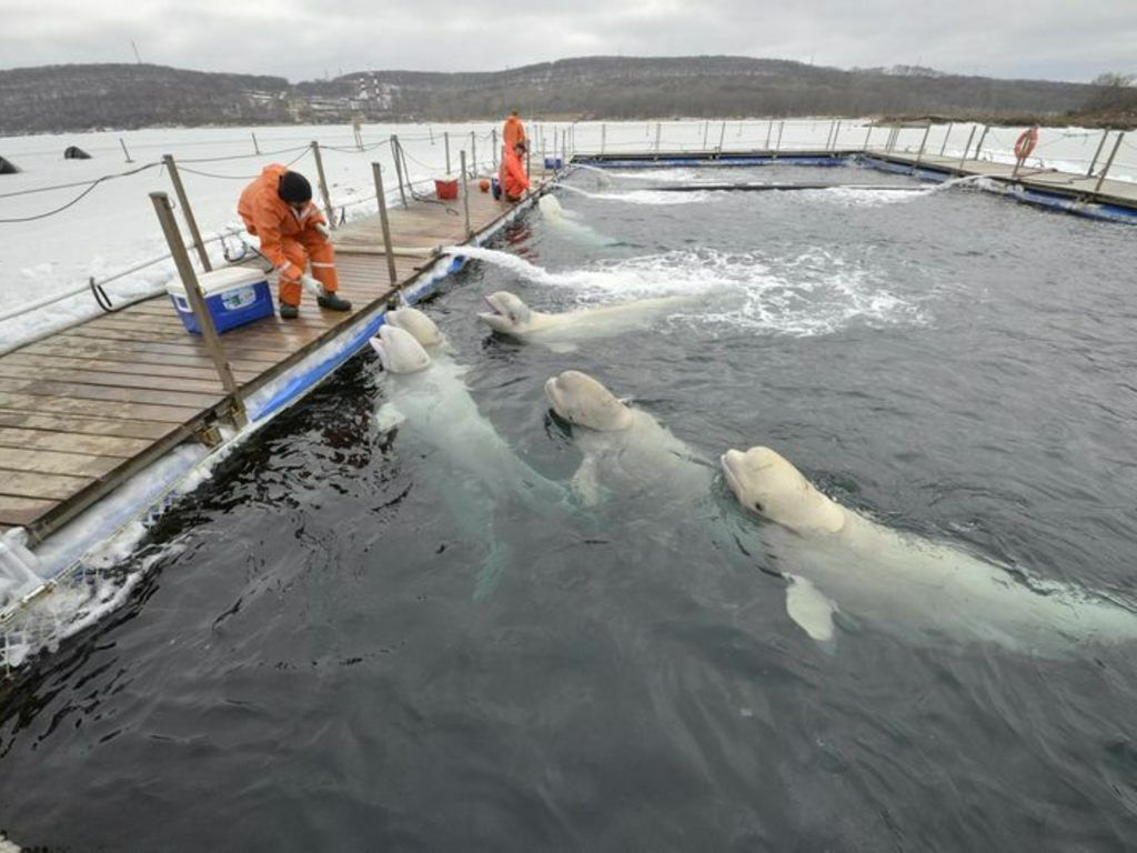 Консилиум решит судьбу обитателей "китовой тюрьмы" в Приморье