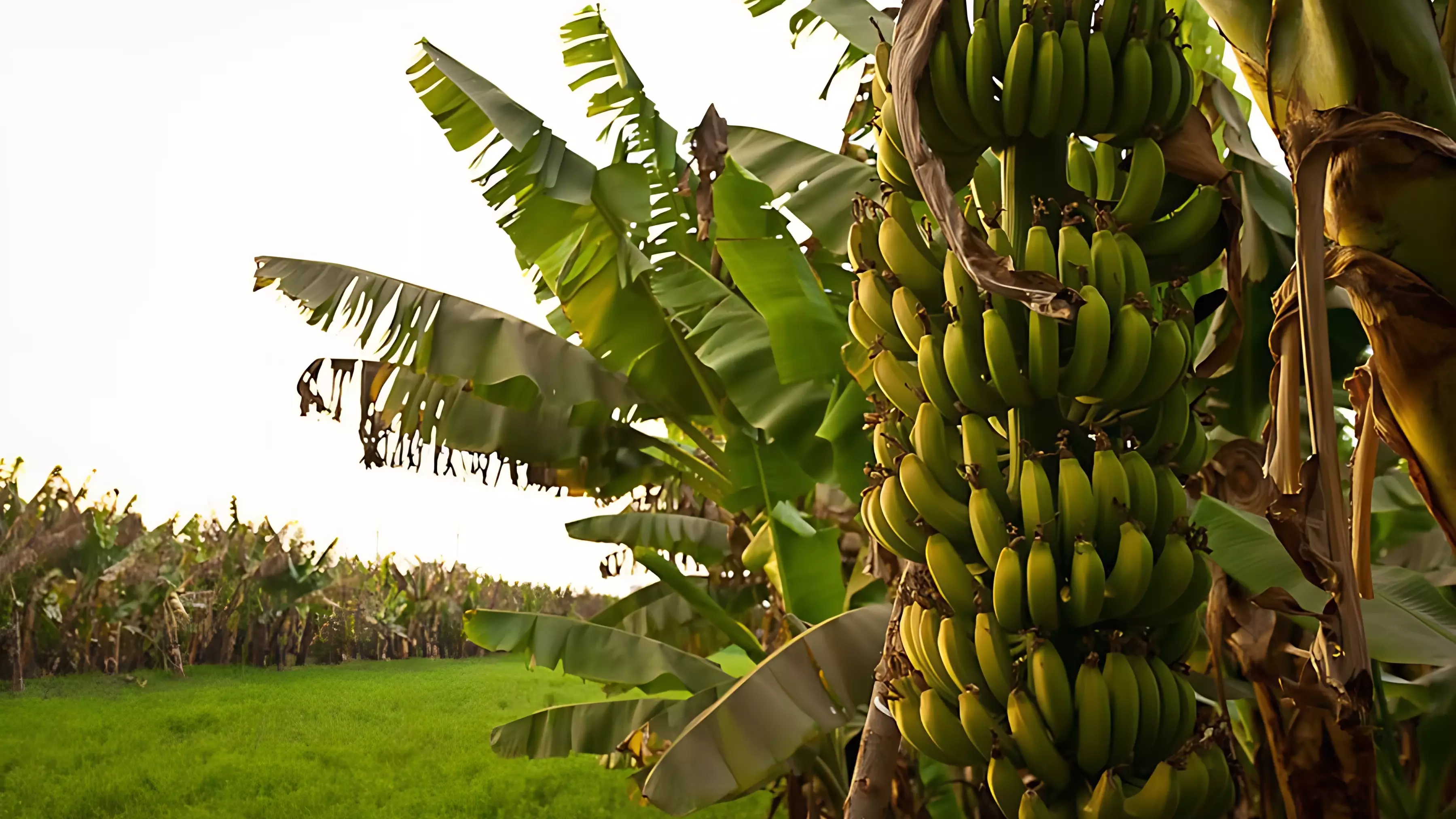Конец «банановому раю»: этот фрукт будет дорожать и в России, и в мире
