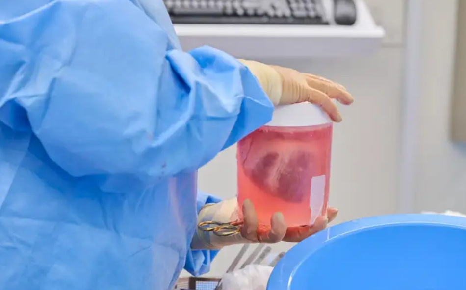 Хирурги успешно пересадили модифицированные свиные сердца людям. Пока мертвым