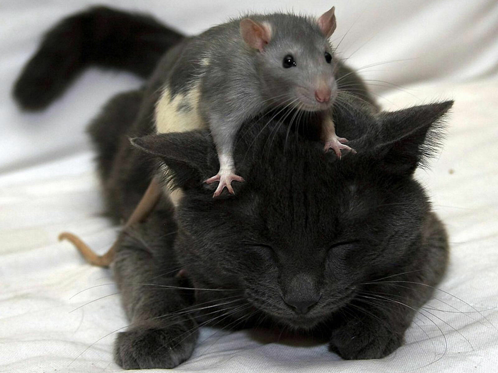 Эрмитажные крысы победили эрмитажных котов
