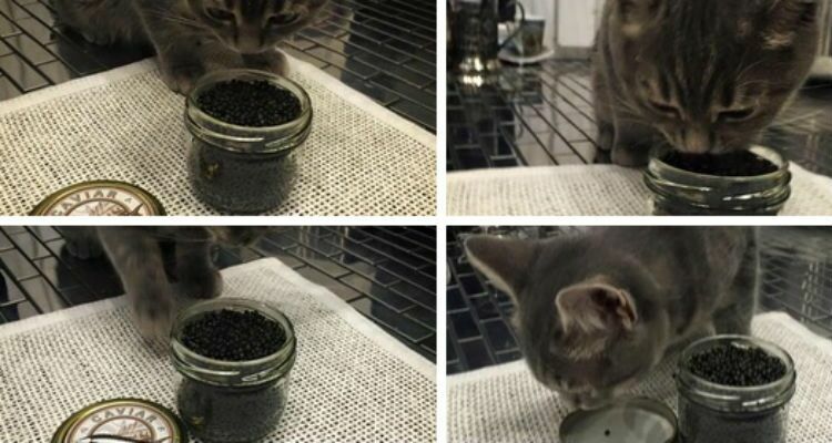 Пользователей Сети возмутило фото кошки члена ОП, поедающей черную икру