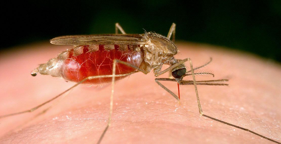 Борьба с потеплением климата может обречь на малярию миллиард человек