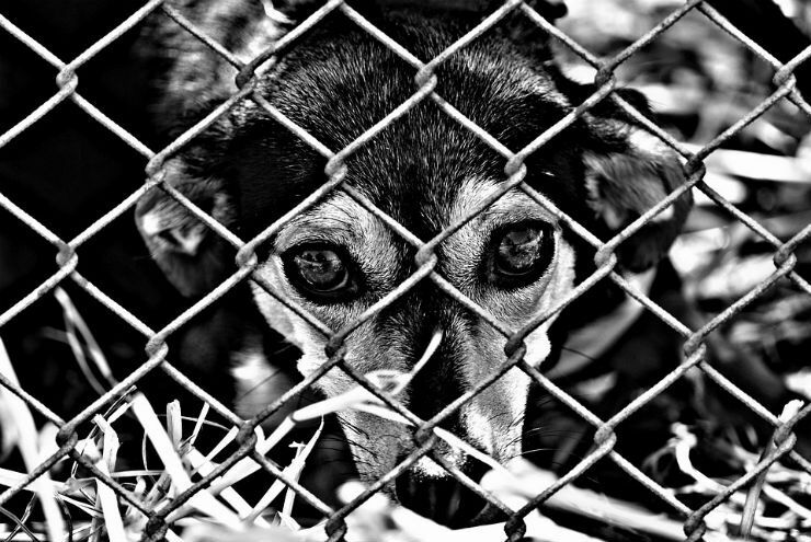 Более 110 собак погибли под Кемерово из-за пожара в приюте для животных