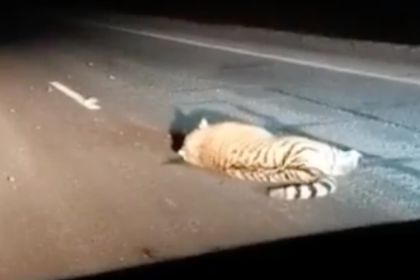 В Приморье автобус насмерть сбил амурского тигра