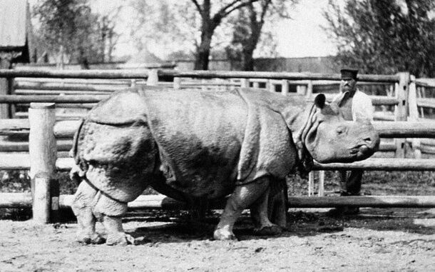 Слон, барс и даже носорог... Московский зоопарк составил хронику побегов