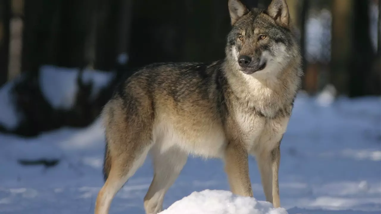 Недостаточный отстрел волков приводит к росту популяции