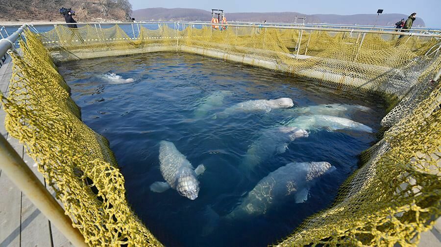 Оставшихся в "китовой тюрьме" белух выпустят в течение августа