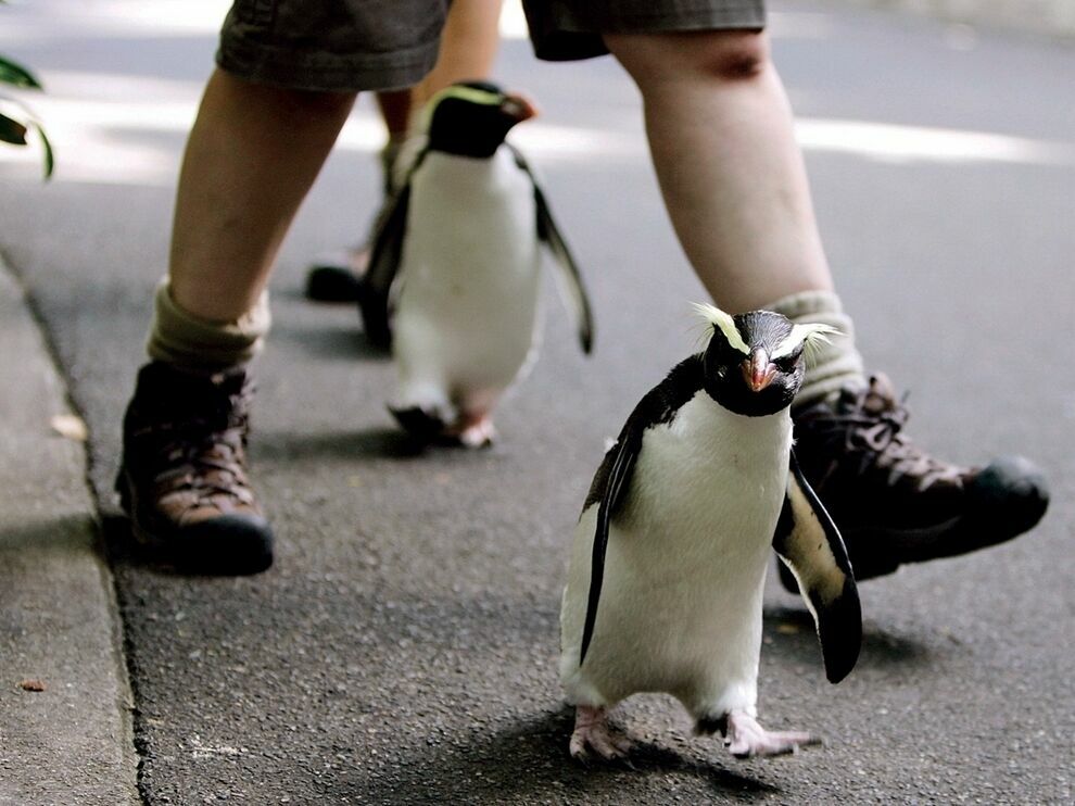 Погулять с пингвином по Москве: антрополог объяснила, как рождаются современные фейки