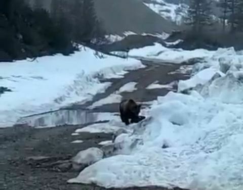 Прокуратура в Якутии проверила видео подрыва медведя