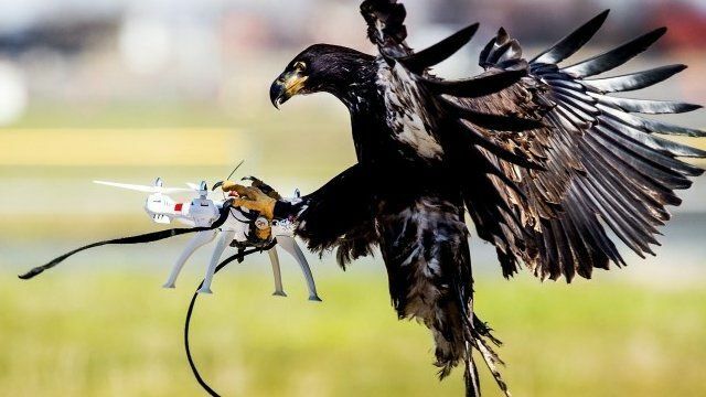 Сбивать гражданские дроны будут с помощью орлов