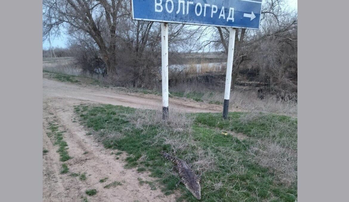 В Астраханской области местные жители обнаружили трех крокодилов
