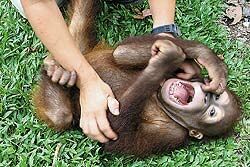 На Калимантане появились нервные орангутанги