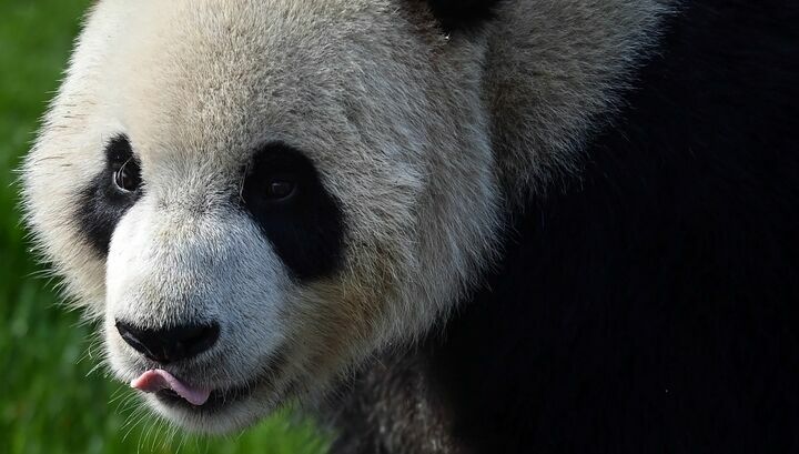 Гигантские панды из Китая могут появиться в Московском зоопарке