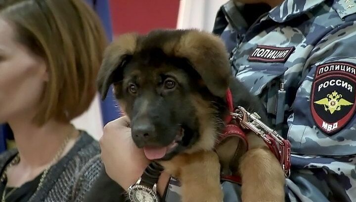 Французы признали негодным к службе подаренного Россией пса Добрыню