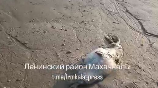 Восемь мертвых краснокнижных тюленей обнаружили на берегу Каспийского моря