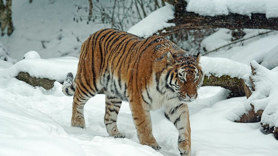 В Хабаровском крае поймали амурского тигра
