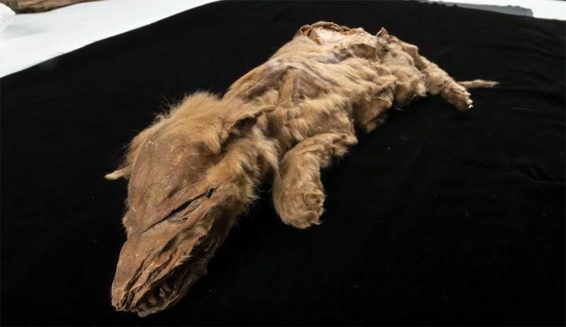 Найденный на Юконе щенок волка, живший 57 000 лет назад.