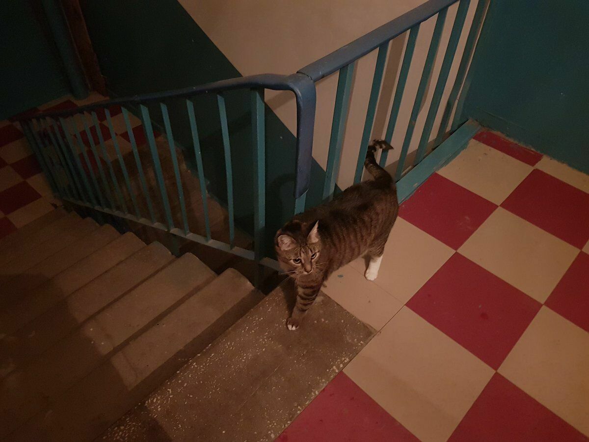Житель Красноярского края избил кота за мяуканье