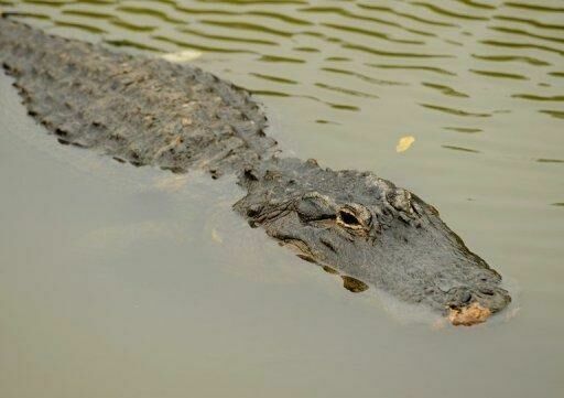 В Зимбабве крокодилы съели священника, который пытался ходить по воде