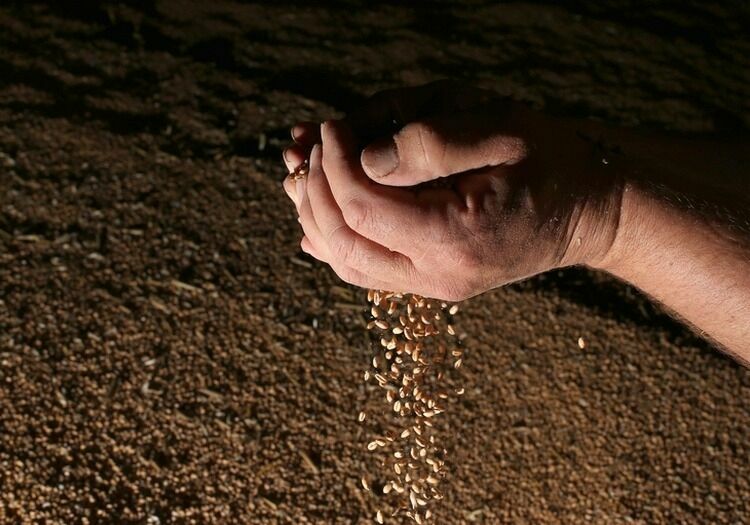 Зерновой союз просит премьера отменить экспортную пошлину на пшеницу