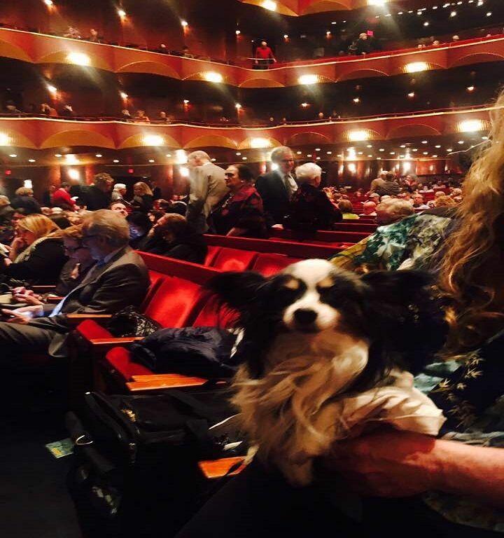 ФотКа дня: в американскую оперу ходят даже собаки