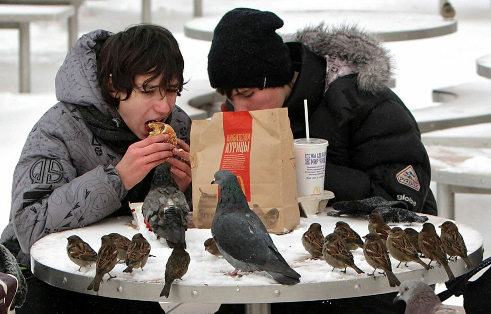 Люди не птицы 1 час. Человек кормит птиц. Человек Воробей. Голодные птицы.