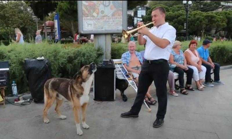 Мэр Ялты обратилась в полицию из-за отравления собак уличного музыканта