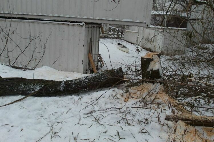 Муниципального депутата избили во время варварской вырубки деревьев в Строгино