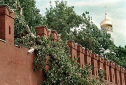 Сильный ветер может валить деревья и обрывать ЛЭП в Москве – МЧС