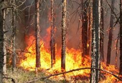 В Братске поймали поджигателей леса, мэр города уволен