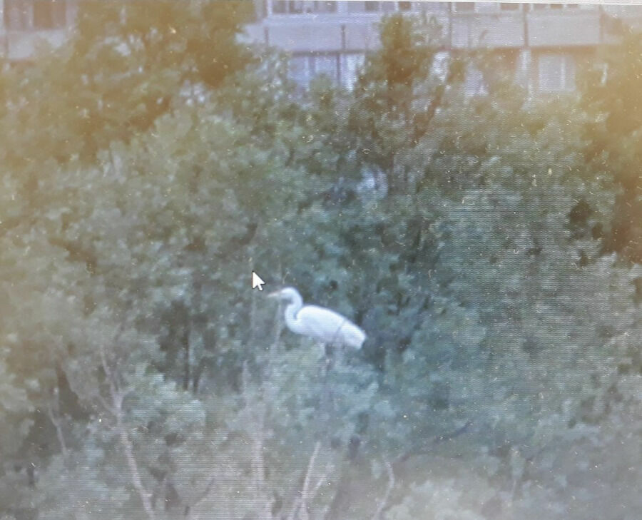 Уникальный , почти исчезнувший вид вид птиц  - Большая белая цапля - был обнаружен в Братеевской пойме. Фото Кирилла Ивановского.