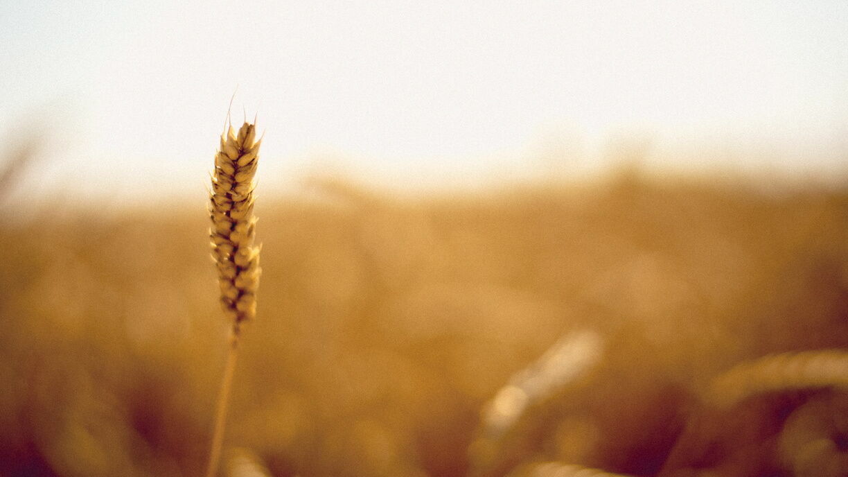 Аграрии прогнозируют рекордный урожай зерна в России в этом году