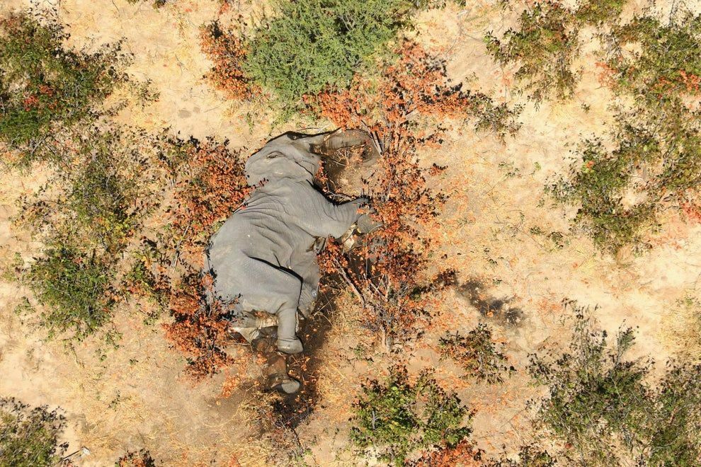 Туша одного из многочисленных слонов, загадочно погибших в дельте реки Окав