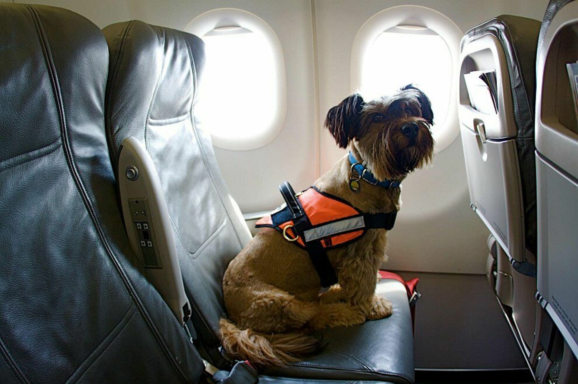 Можно с собакой в самолет. Отсек для животных в самолете s7. Собака в самолете. Собака в салоне самолета. Животные в салоне самолета.