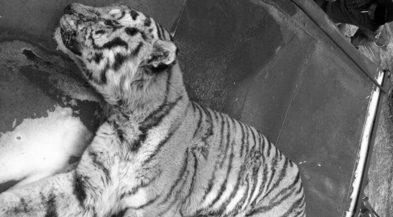 В Хабаровском крае фермер убил тигра, напавшего на корову