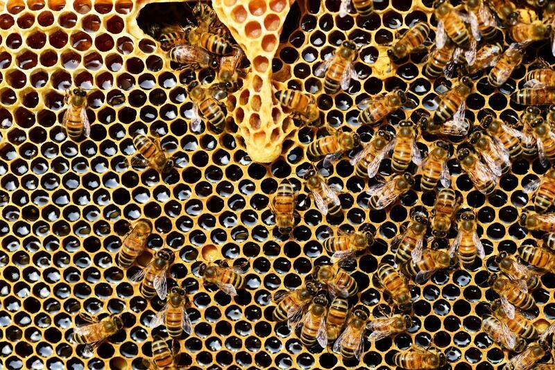 Пчеловоды из Кировской области пожаловались Путину на пестициды