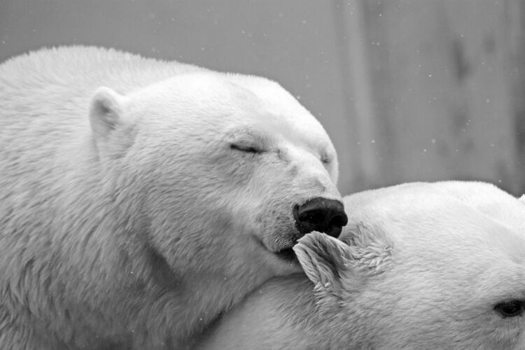 На Чукотке инспекторы заповедника спасли белого медвежонка