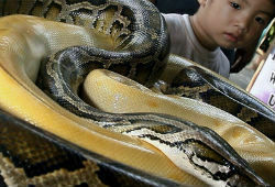 Сотрудник службы защиты животных США незаконно продавал змей и пауков