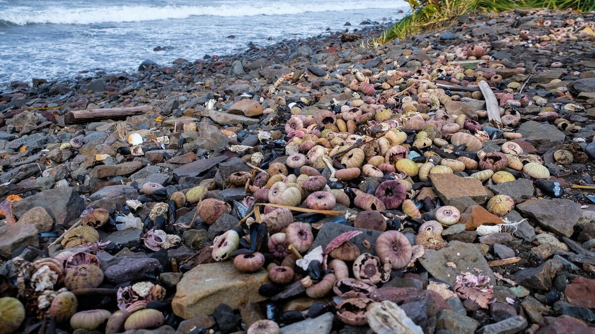 В 2020 году на берег выбросило сотни килограмм морских звезд, осьминогов и ежей