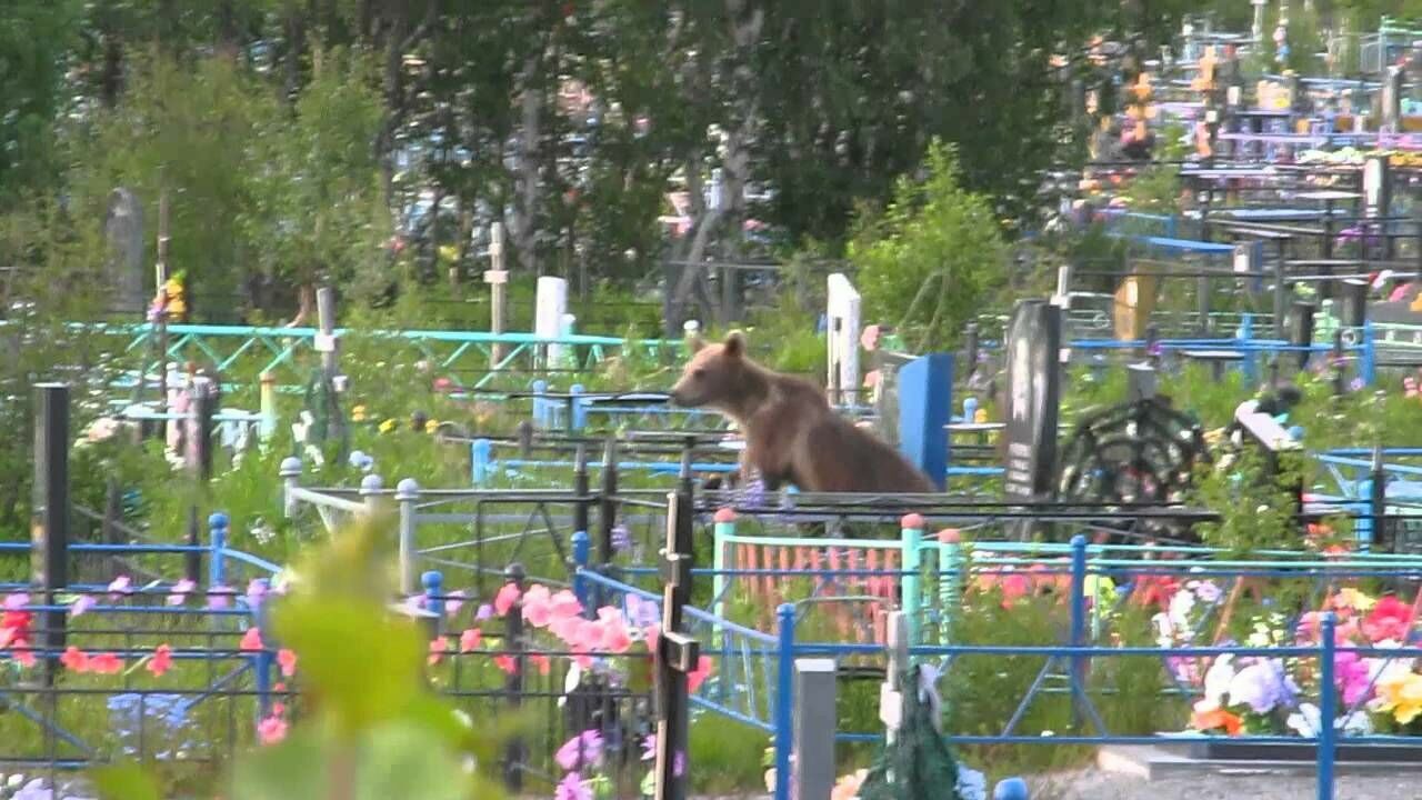 На Камчатке застрелили медведя, разорявшего могилы (Видео)