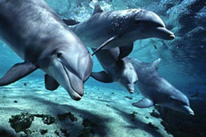 Новозеландские власти запретили туристам плавать с дельфинами