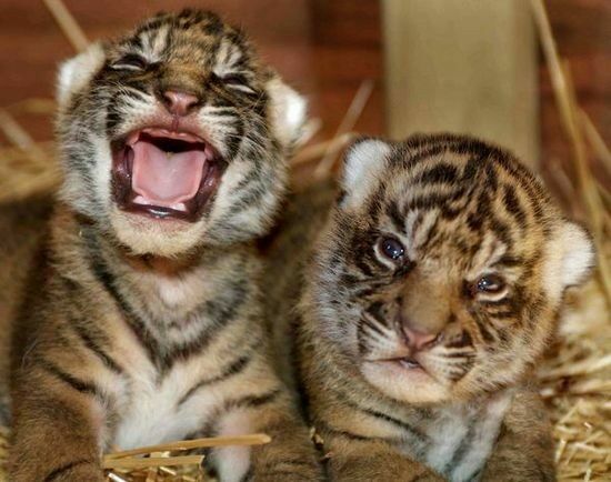 На гастролях цирка в Новосибирске тигрица родила двух тигрят