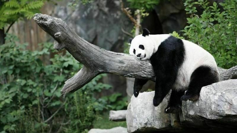 В Гонконге умер Ан Ан – самый старый самец панды, живший в неволе