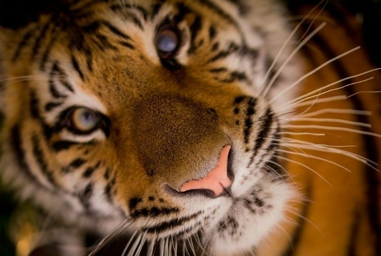 Тигра, гуляющего по Владивостоку, сняли на видео