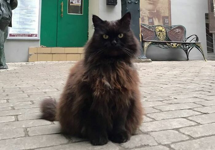 В московском музее Булгакова похитили сотрудника - кота