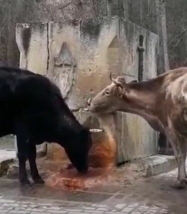 Промо - видео курортного  Кисловодска: коровы пьют нарзан