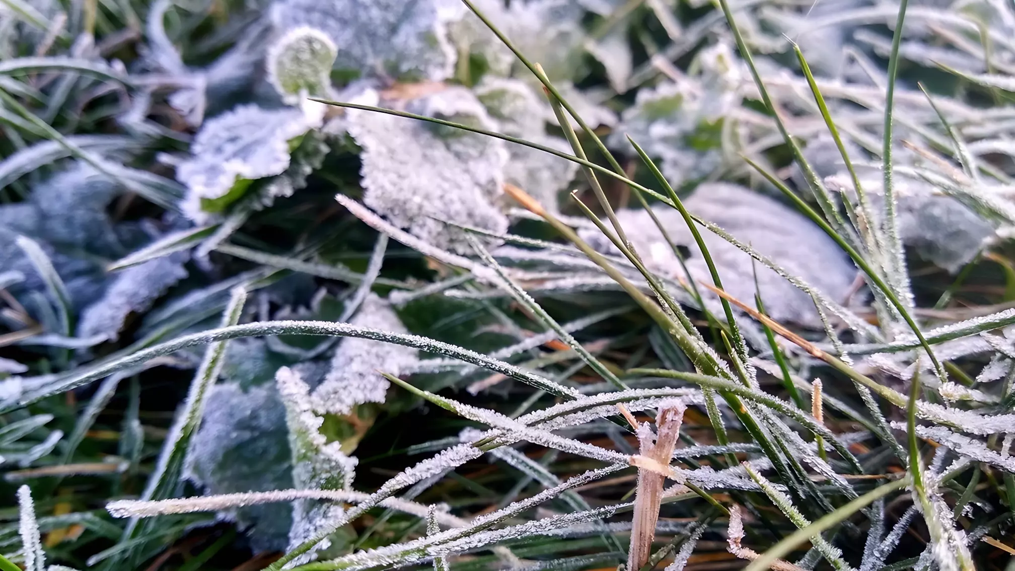 Майские морозы погубили молодые неокрепшие растения в регионах Центральной России.