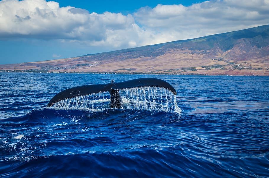В Новой Зеландии кит потопил яхту с людьми