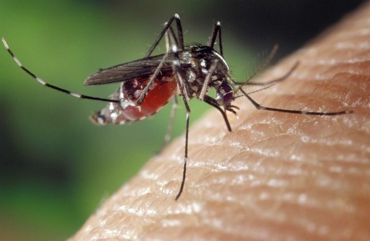 Комары - переносчики лихорадки Зика - уверенно распространяются по миру
