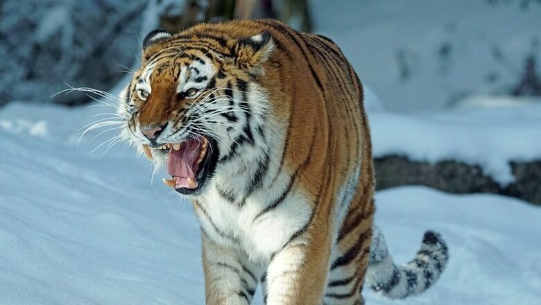 В Хабаровском крае охотоведы поймали тигрицу-людоеда